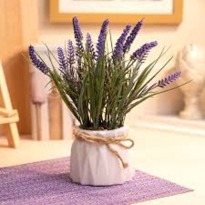 Лаванда в Кентау