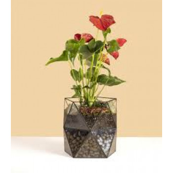 Антуриум в горшке