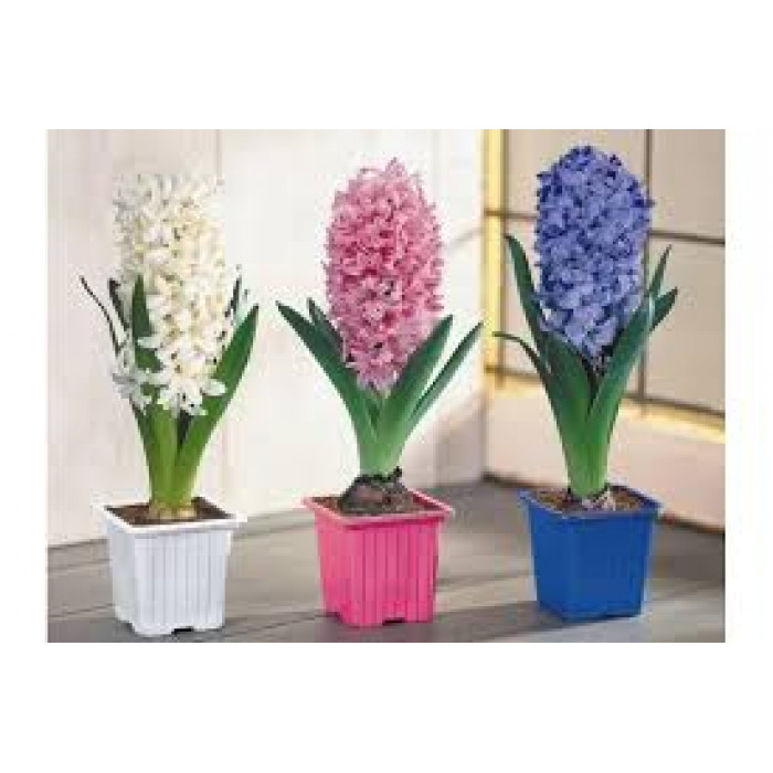 Гиацинты в Кентау