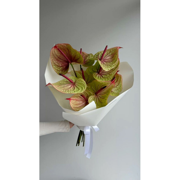 Антуриумы в Кентау