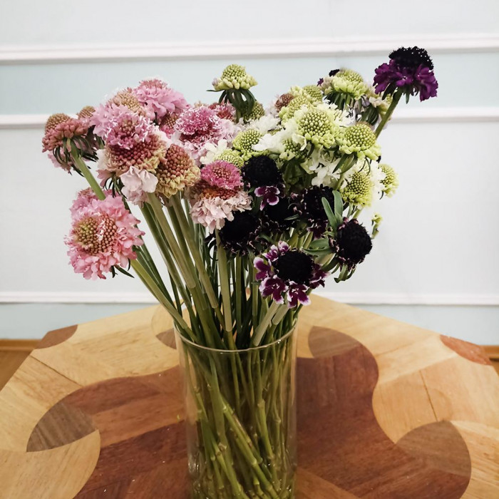 Скобиоза в Кентау