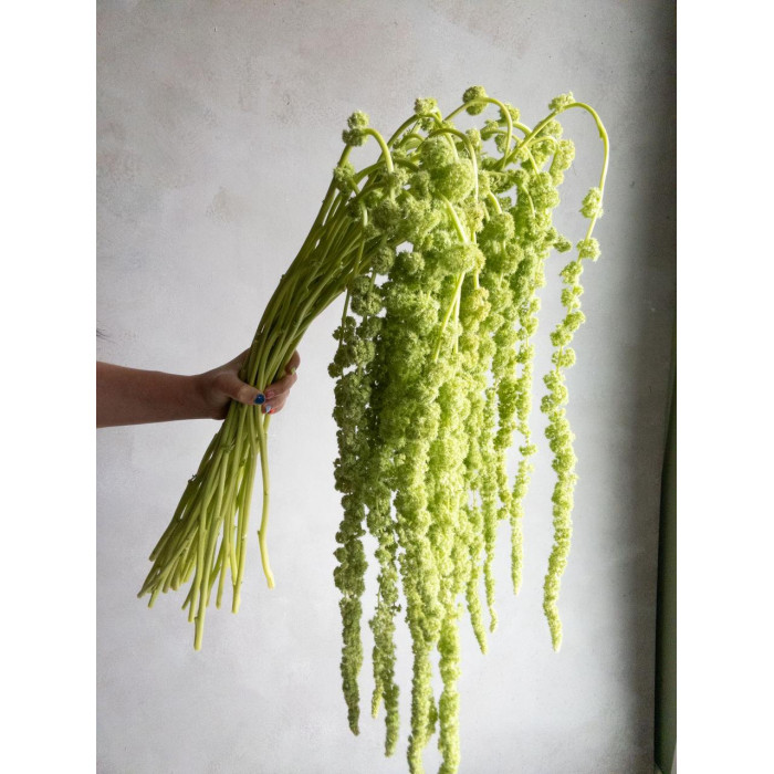 Амарантус в Кентау