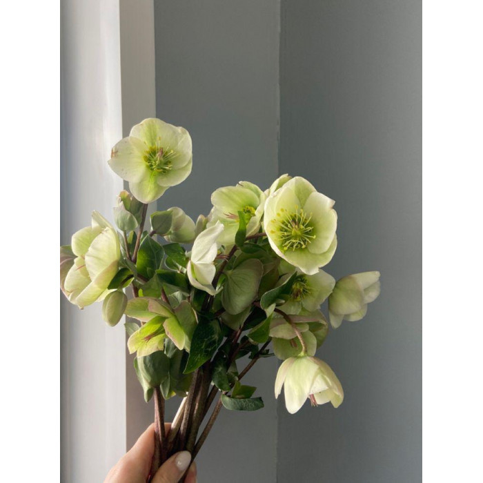 Хелеборус в Кентау