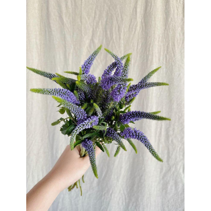 Вероника в Кентау