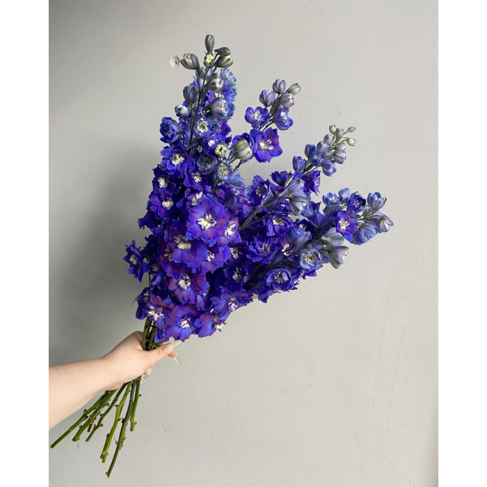 Делфиниум в Кентау