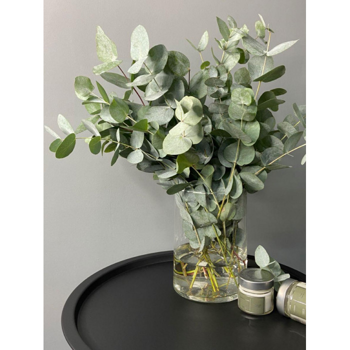 Эвкалипт в Кентау