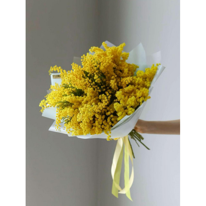 Мимоза в Кентау