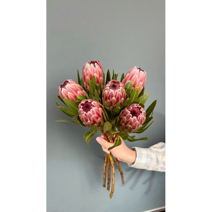 Протея в Кентау