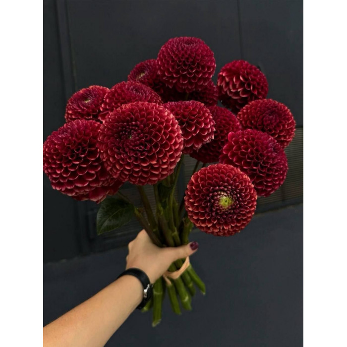 Георгины в Кентау