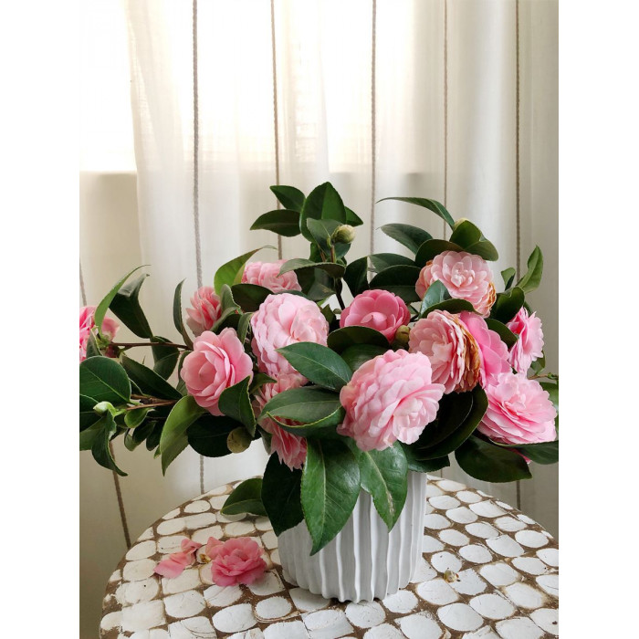 Камелия в Кентау