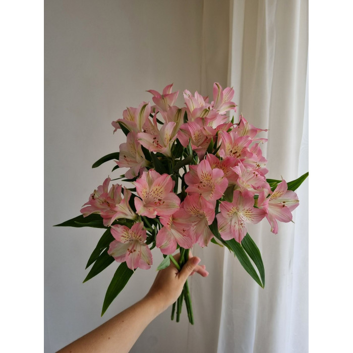 Альпиния в Кентау