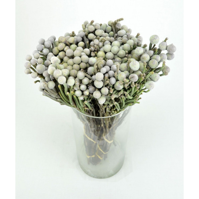 Бруния в Кентау