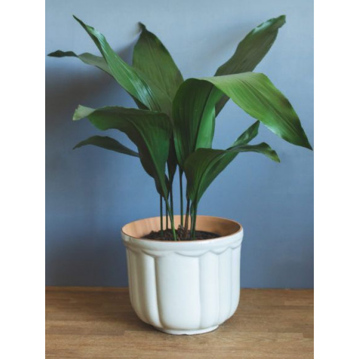 Аспидистра в Кентау