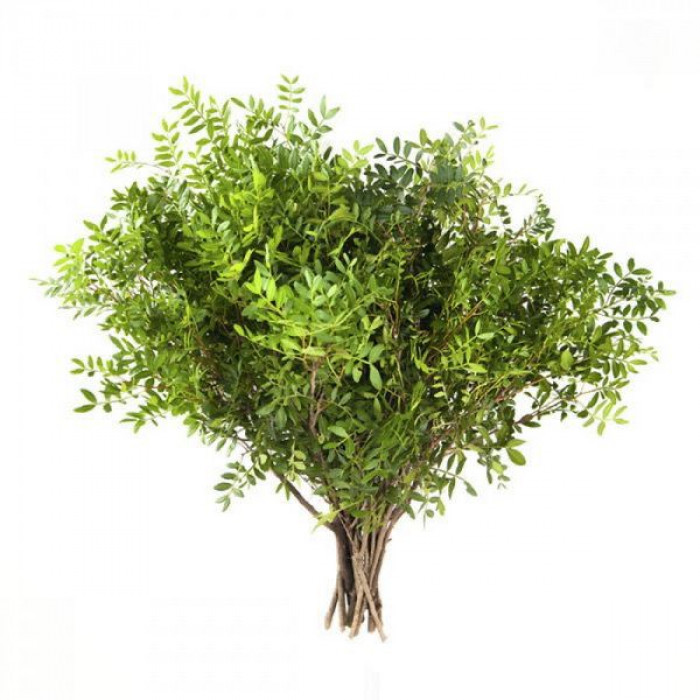 Писташ в Кентау