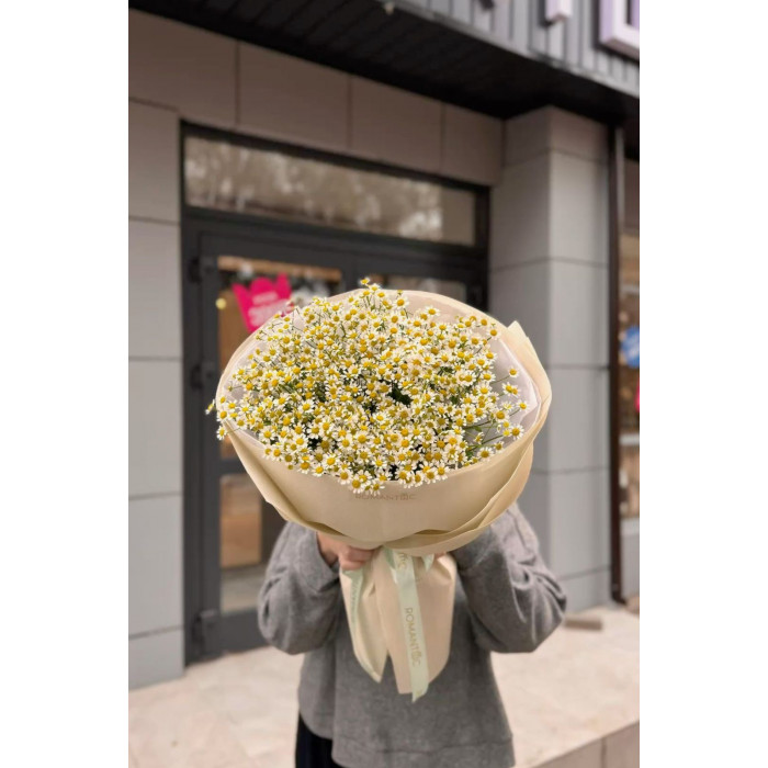 Танацетум в Кентау