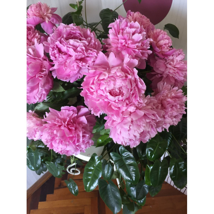 Пион древовидный в Кентау