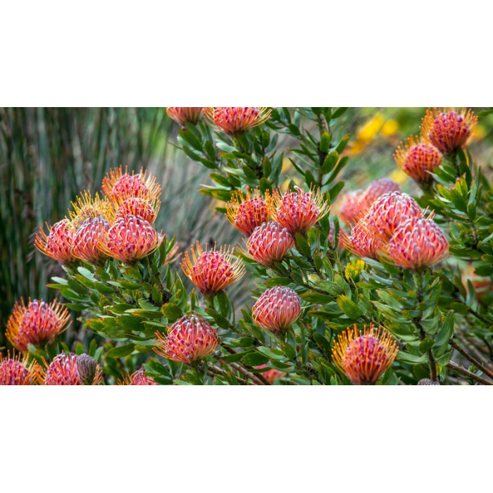 Леукоспермум в Кентау