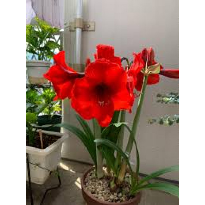 Амариллис в Кентау