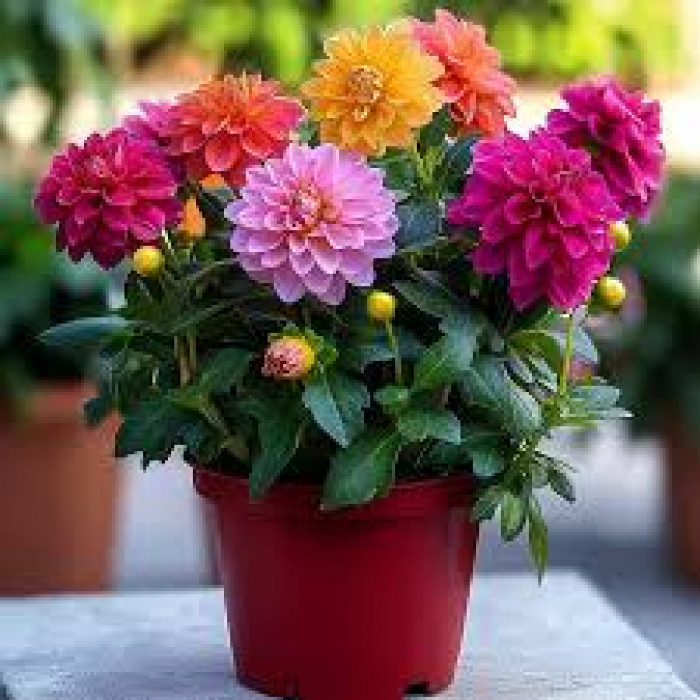 Георгины в Кентау