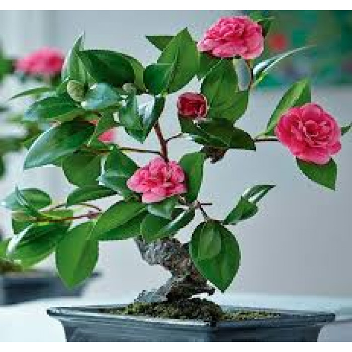 Камелия в Кентау