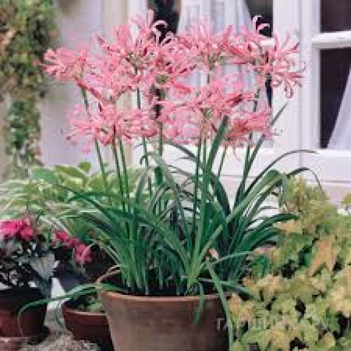 Нерине в Кентау