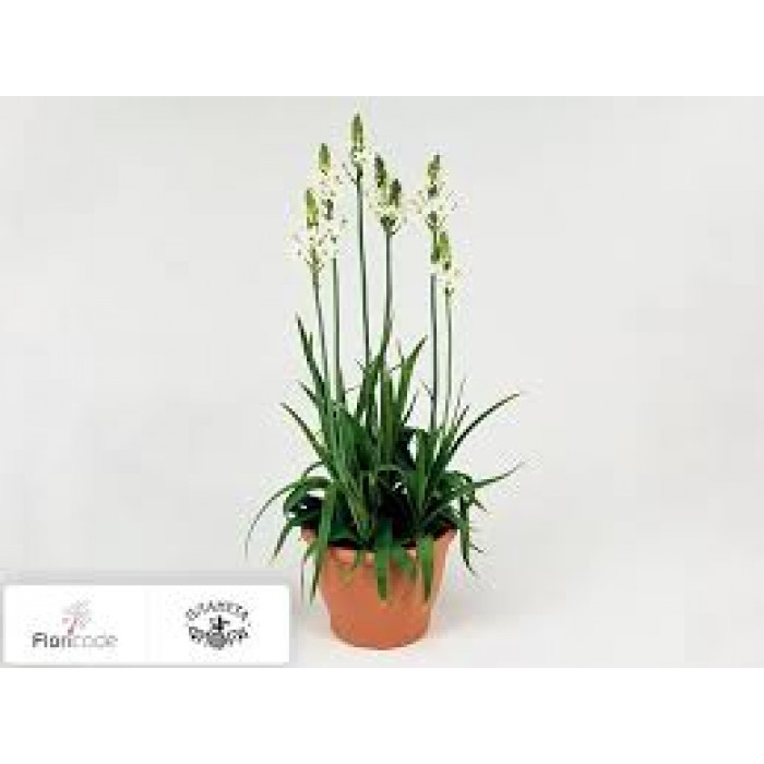 Орнитогалум в Кентау